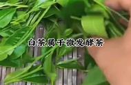 白茶的搭配艺术：茶点与美食