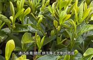 六大茶类的划分，你知道多少？