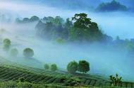 巴蜀茶道：六大茶山与三大茶泉的茶叶文化之旅