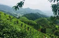 狗牯脑茶与景德镇青花瓷：一场跨越时空的对话