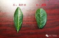 葛官华带你了解龙井茶八大品种的独特风味