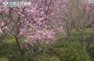 南京雨花茶开炒，价格与去年一致