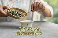 春白茶的四大卖点：为什么它总是让人难以抗拒？