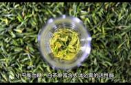 白茶的效用：详解其功效和作用