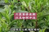 广西六堡茶冲泡教程