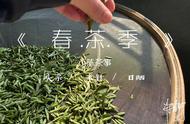 白茶收藏锦囊：散茶与饼茶，让你不再纠结的秘诀！