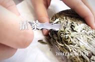 白茶新手的挑战：白毫银针，散茶还是饼茶，你会如何选择？