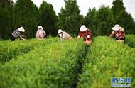 日照山东：秋茶采摘的忙碌日子