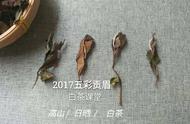 白茶压饼的创新之路：好茶不压饼？探索茶叶新趋势