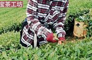 末宝茶工坊2023冬茶制茶纪实