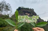 买茶不再纠结：4点买茶技巧助你挑选出岩茶中的高香品种