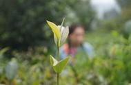 轻松学习：十分钟帮你揭开普洱茶的面纱