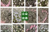 茶道新体验：品鉴这六款茉莉花茶，领略真香定律！