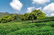 中国绿茶鉴赏指南：十款经典茶品和四大茶类介绍