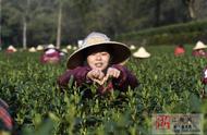 体验梅家坞的明前茶：品味春茶的独特风味