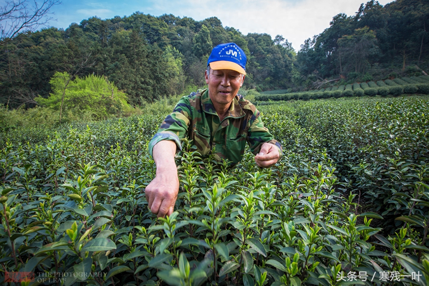 这才是真正的西湖龙井，景区买的是龙井茶，价格相差很多别被骗了