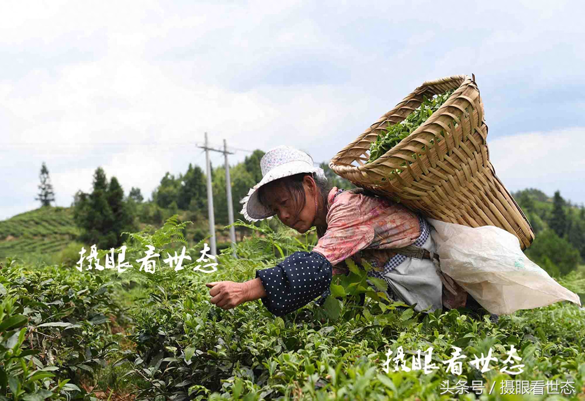 又到夏茶采摘季，这些农村留守老人一天能采数十斤，收入可达百元