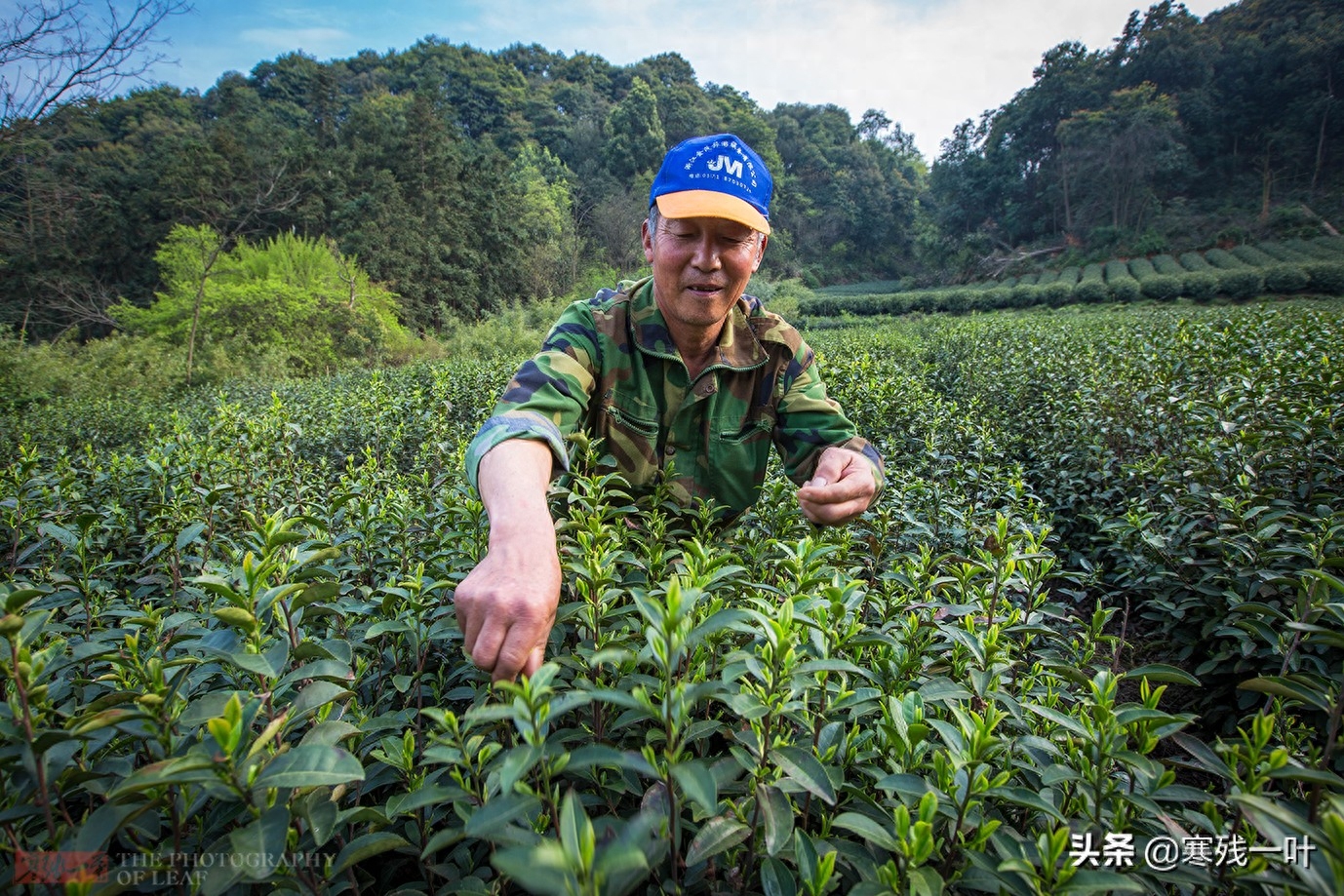 这才是真正的西湖龙井，与景区买的龙井茶价格相差很多，别被骗了