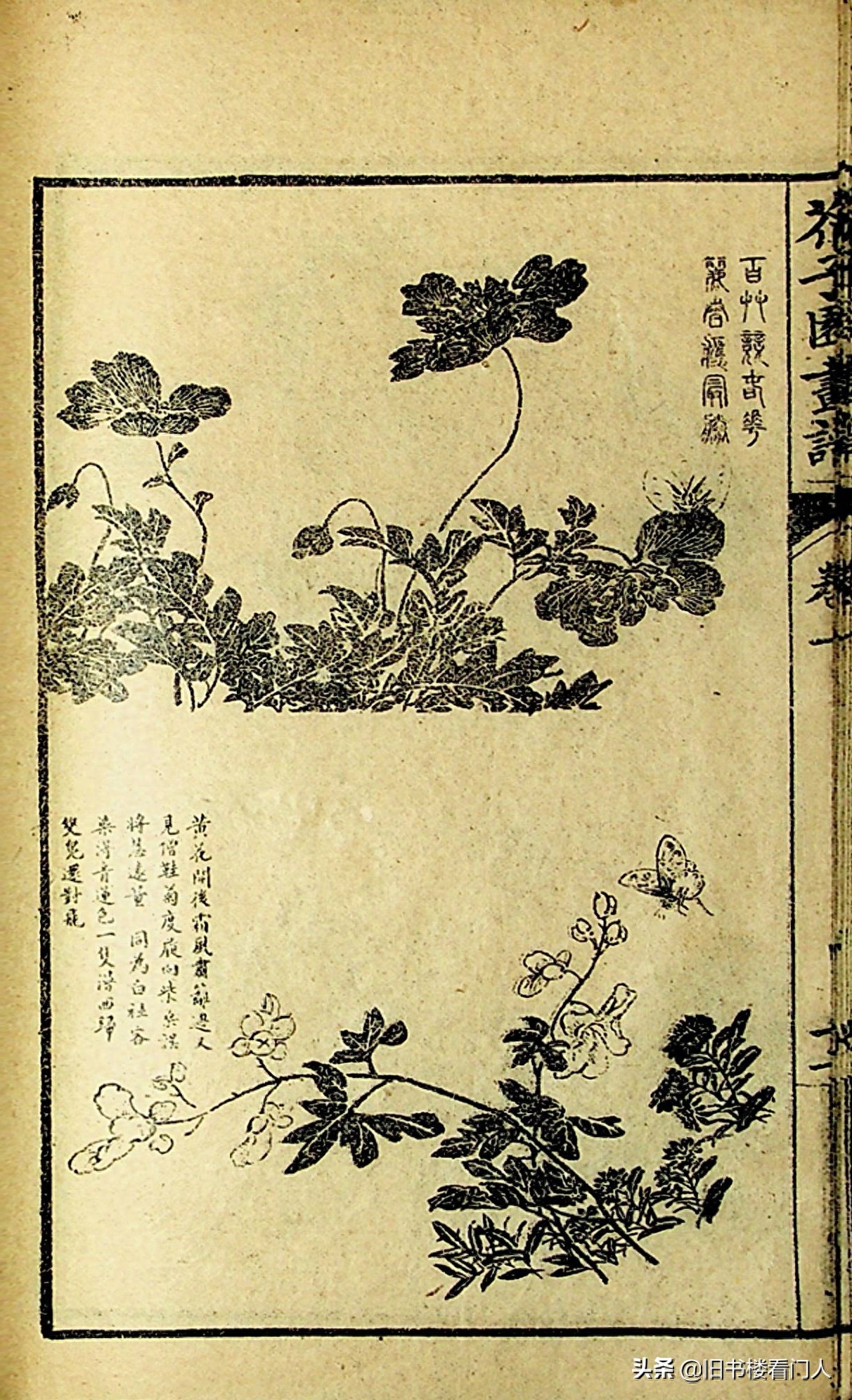 艺术类学画必修之书－《芥子园画谱·草虫花卉谱》