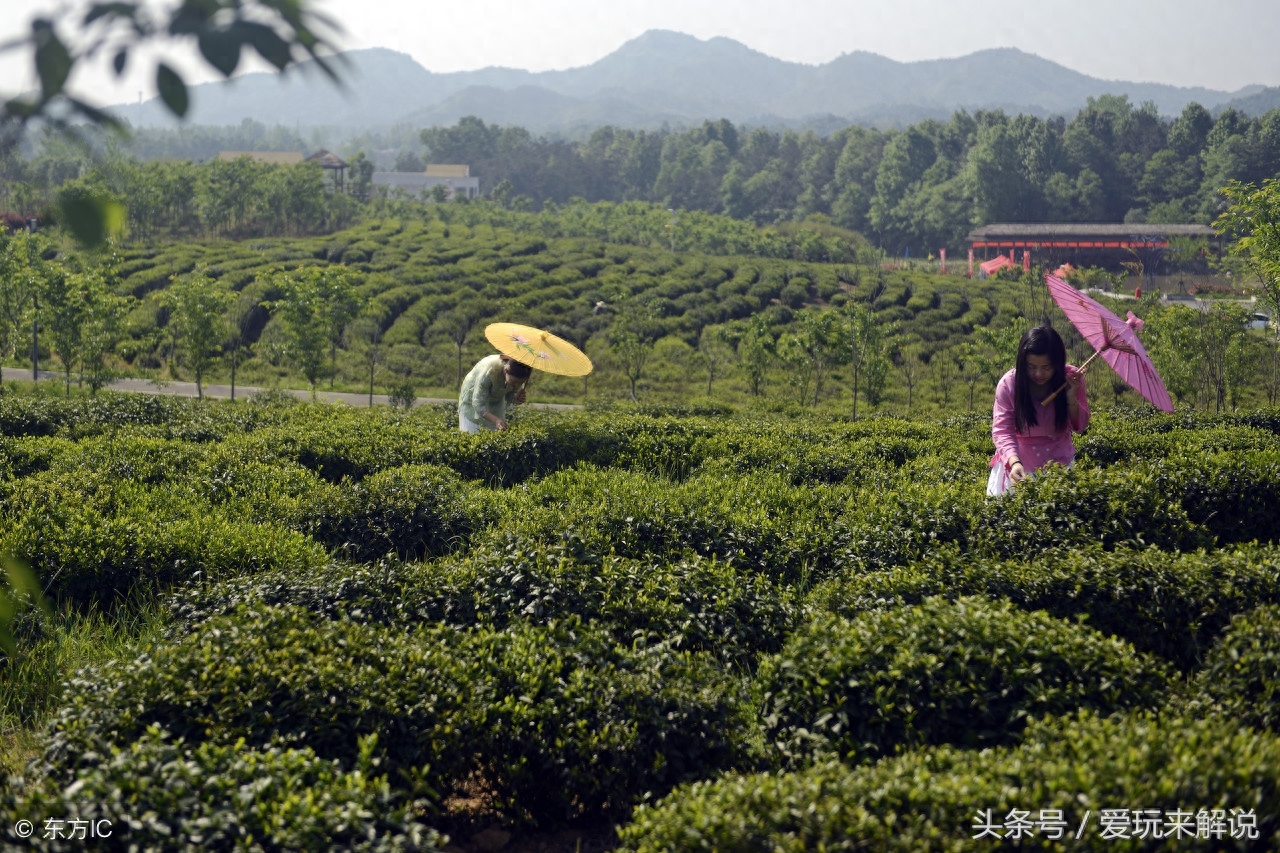 中国十大名茶之一:六安瓜片，曾为朝廷贡茶！你品尝过吗？