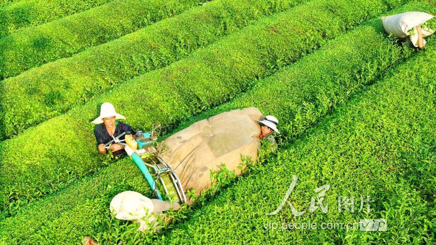 江西泰和：秋茶开采